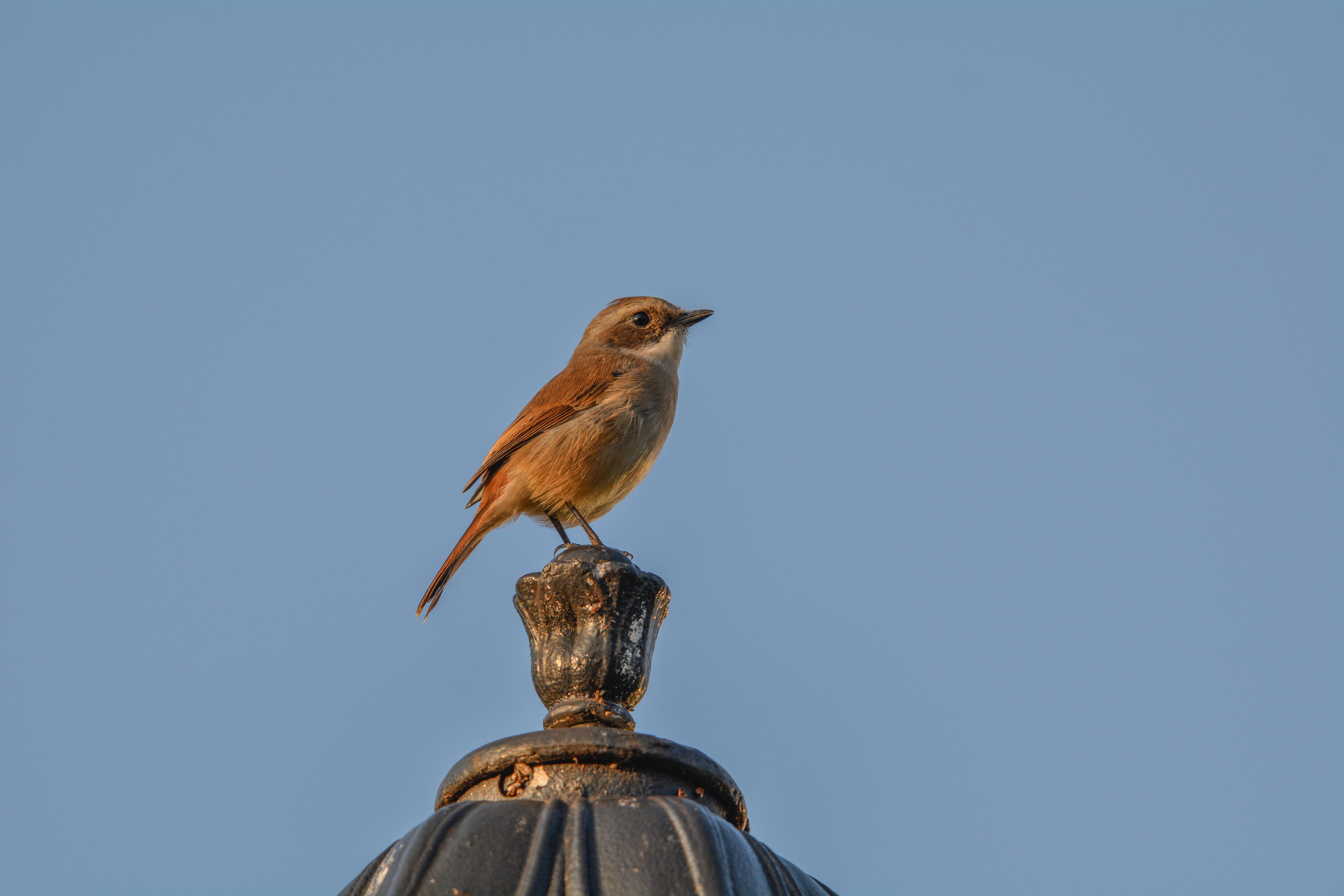 Bird Watching