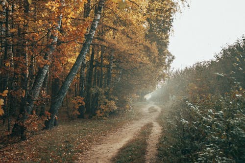 Gratis Immagine gratuita di alba, alberi, autunno Foto a disposizione