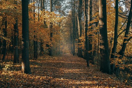 Free A serene forest path covered with golden autumn leaves under a canopy of trees. Stock Photo