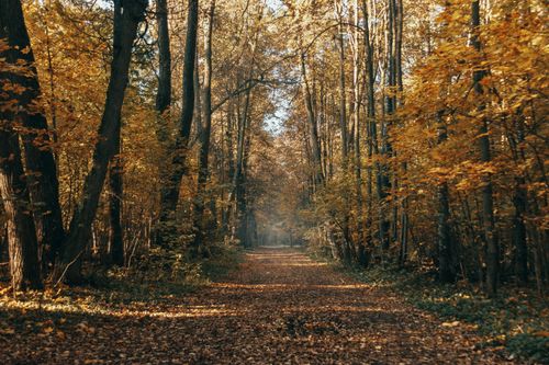 Free Peaceful forest path surrounded by colorful autumn leaves and tall trees. Stock Photo