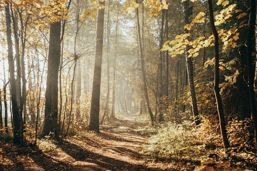 Trees and sunshine in forest during autumn