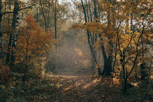 Free Autumn Trees in the Woods Stock Photo