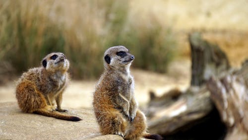 Deux Suricates Bruns Près De Plantes Vertes Photographie Mise Au Point Sélective