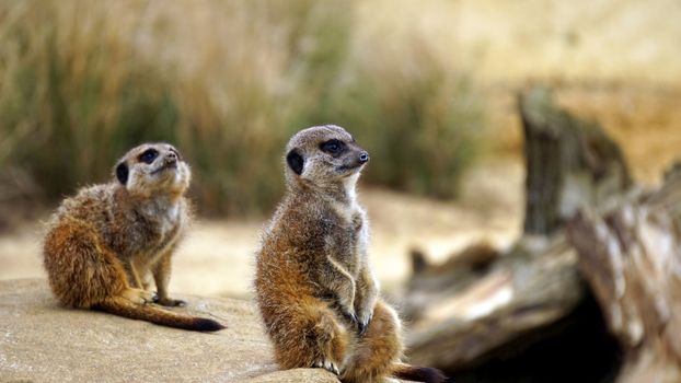 Two meerkats attentively perched on a rock, showcasing their curious nature.