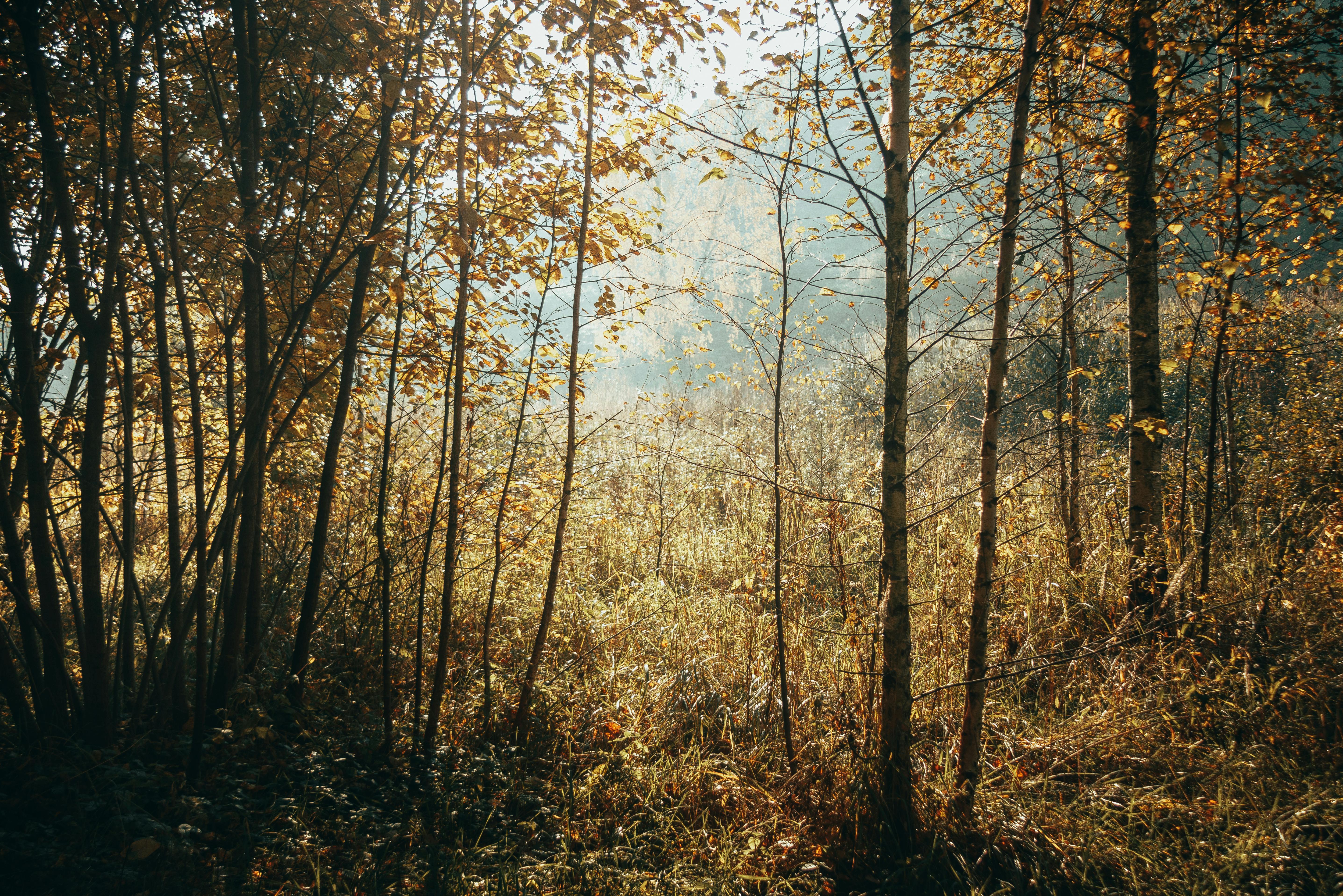 Gratis Immagine gratuita di alberi, alberi in autunno, ambiente Foto a disposizione