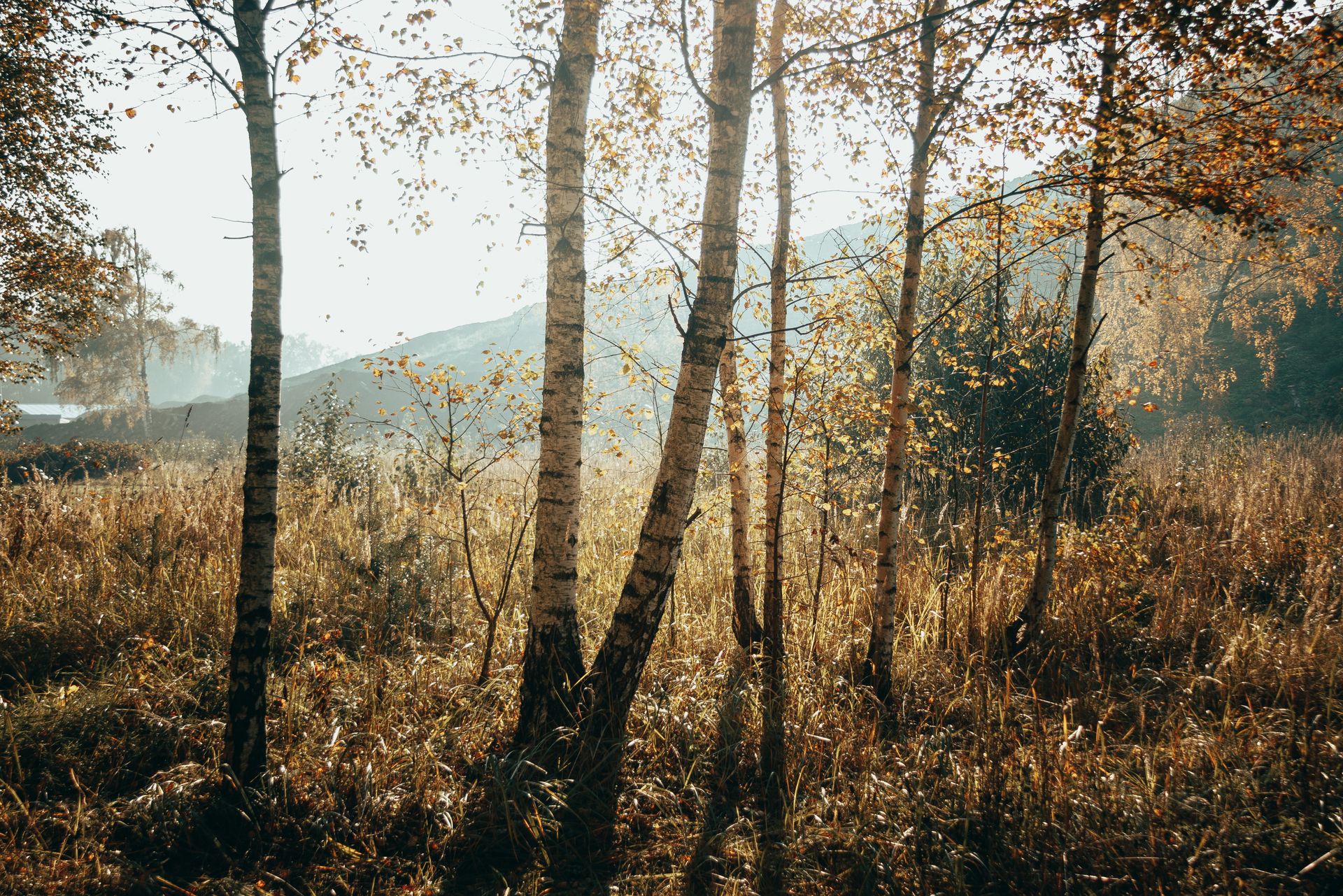 Peaceful autumn forest scene with sunlit birch trees and golden grass.