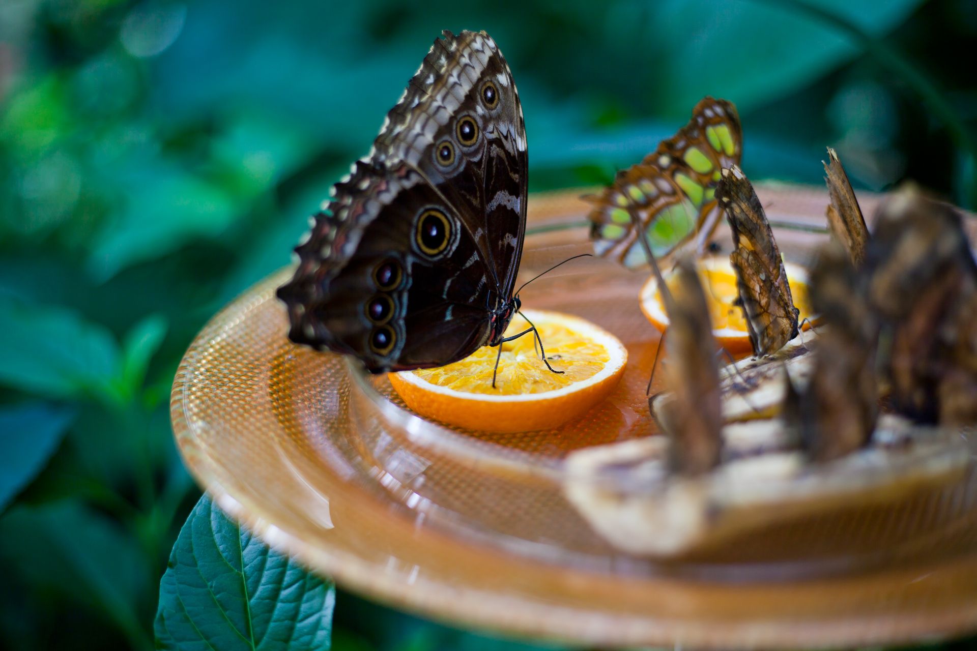 Close-up of butterflies feeding on fruit in a vibrant garden setting.