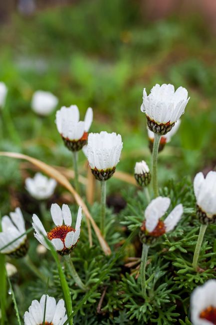 Close-up of fresh white daisies with dew, captured in natural lighting outdoors.