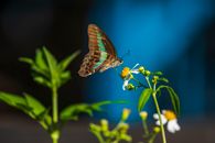 A Common Bluebottle on a Flower