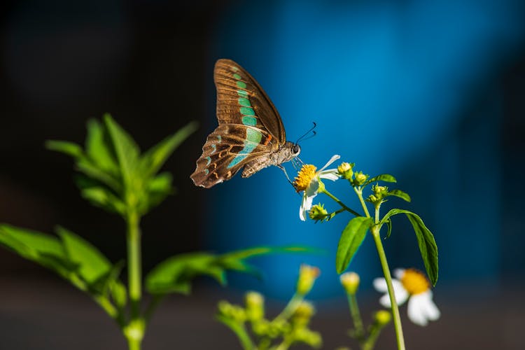 A Common Bluebottle On A Flower 