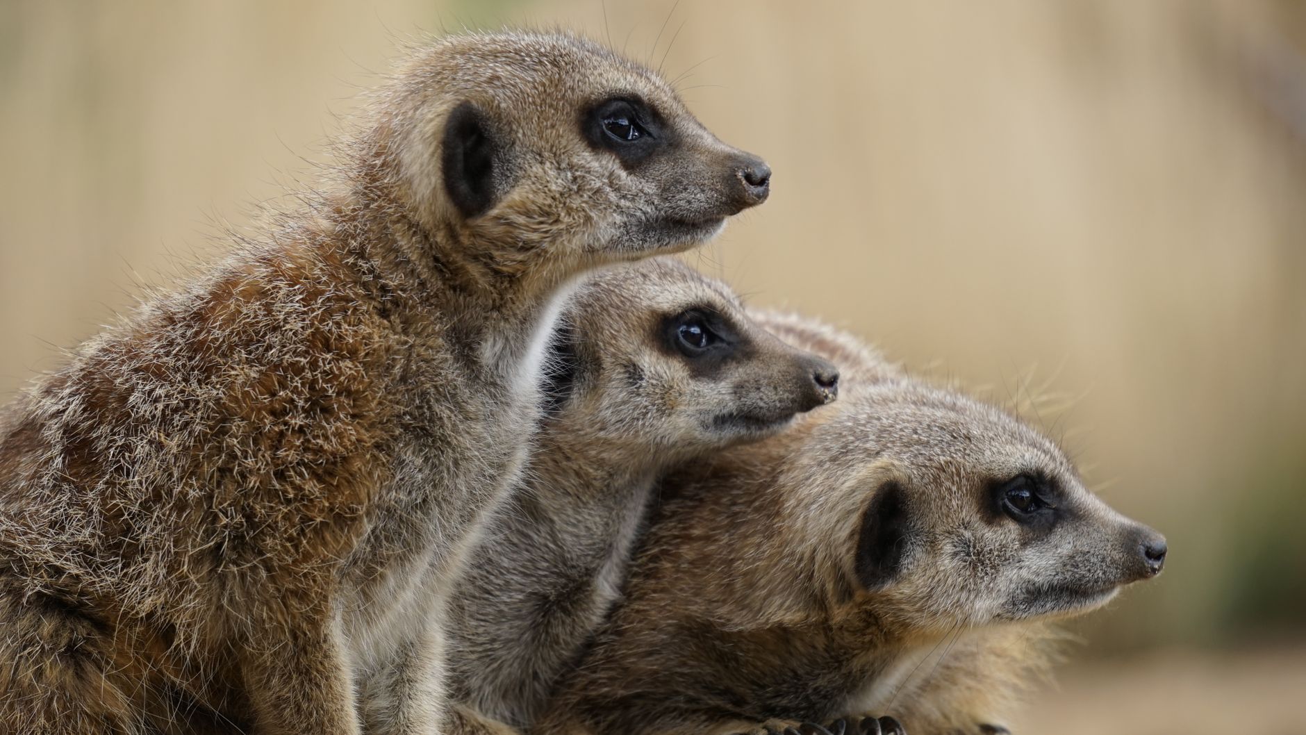 Adelaide round trip - The Adventure Loop — Animals Show / Wildlife watch nature