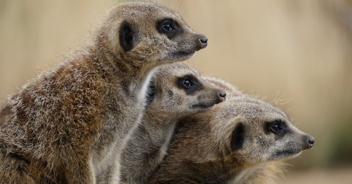 Free stock photo of animals, mammals, meerkats
