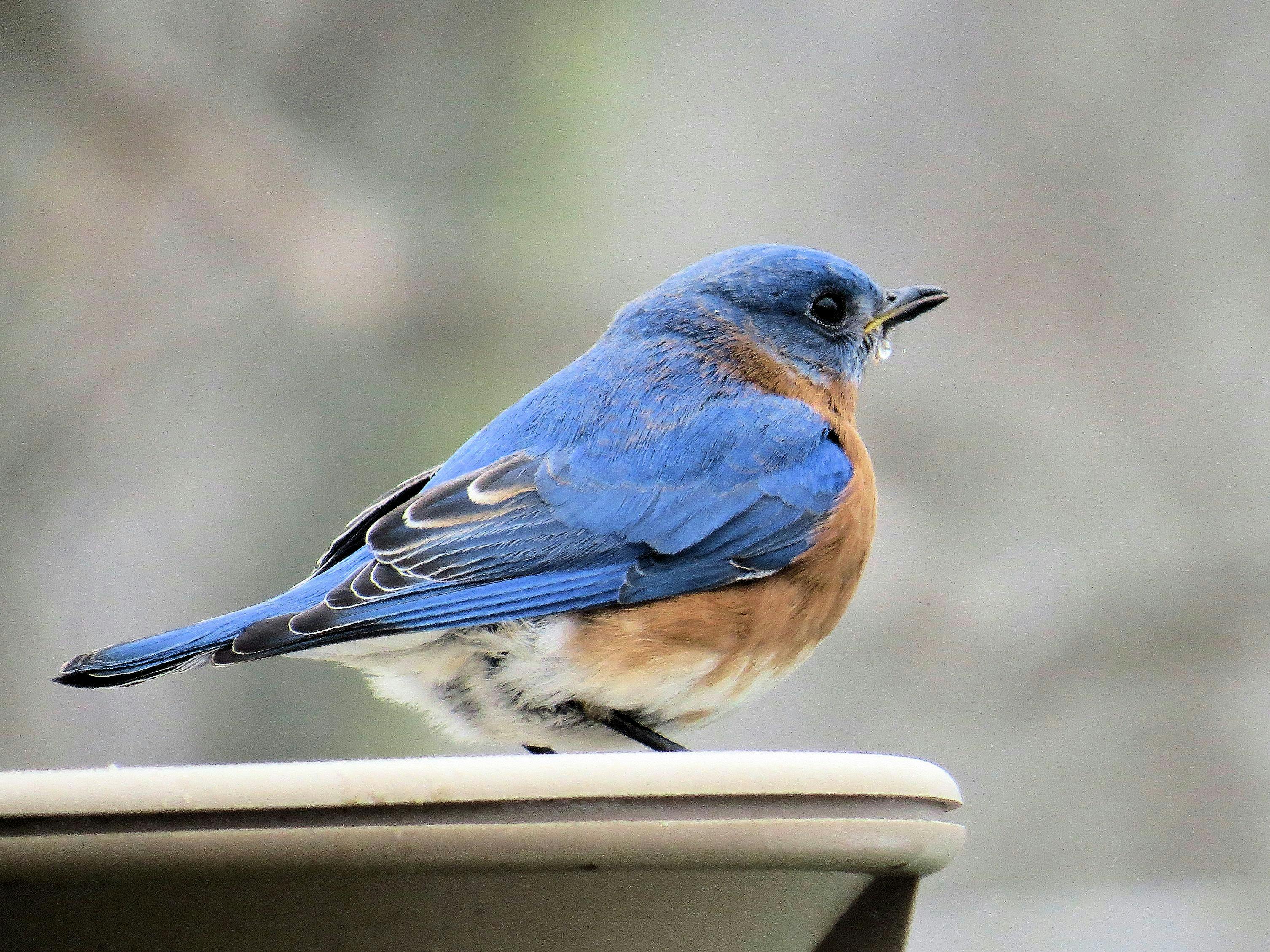 Gratis stockfoto van blauwe vogel, eastern bluebird, vogelbad.