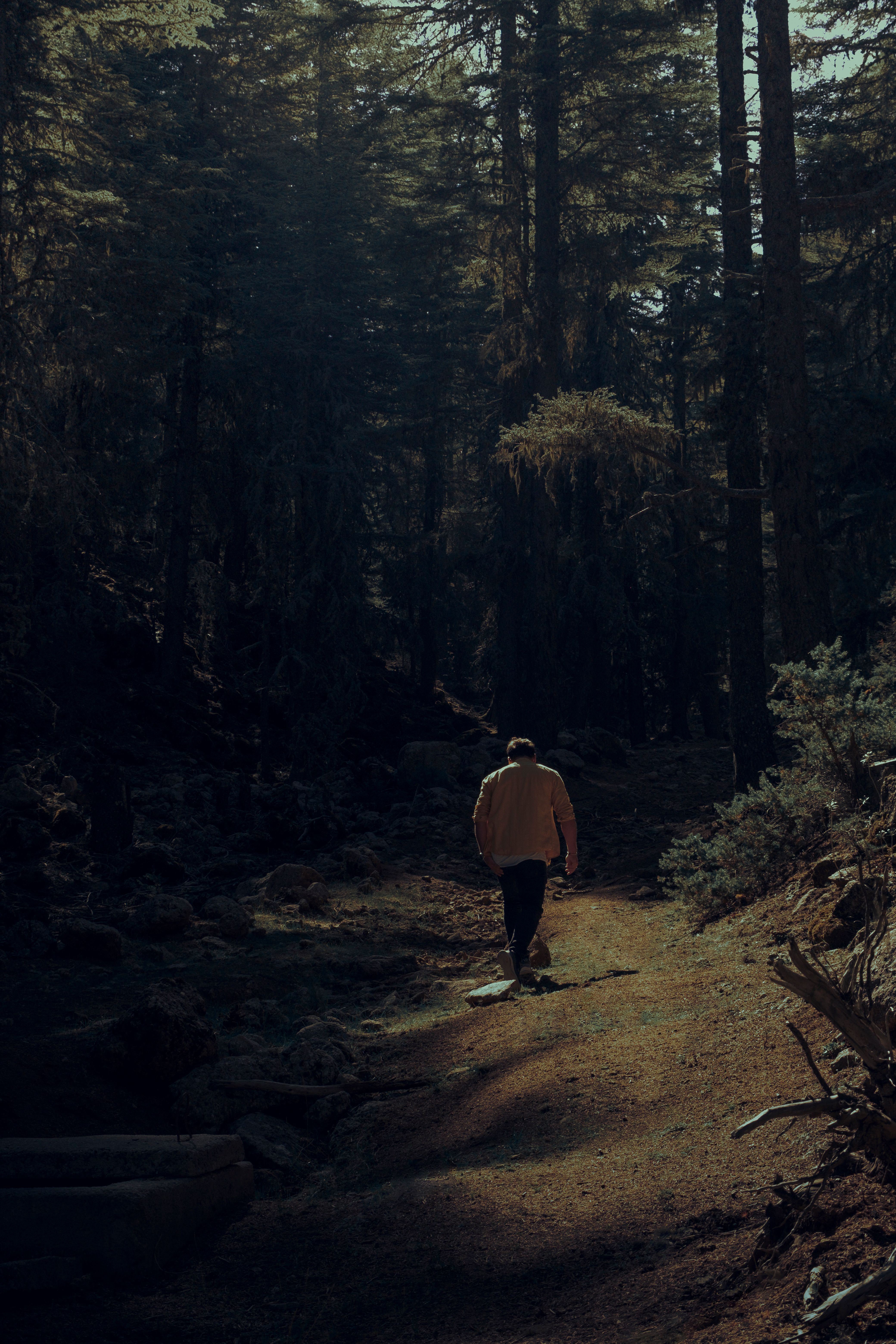 A solitary man walking through a dense, sun-dappled forest path, capturing the essence of nature and solitude.