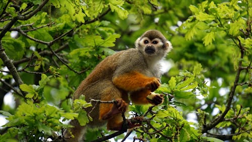 Gray Monkey on Tree