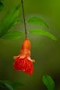 Closeup of a Peppy Le Pom Pomegranate Flower