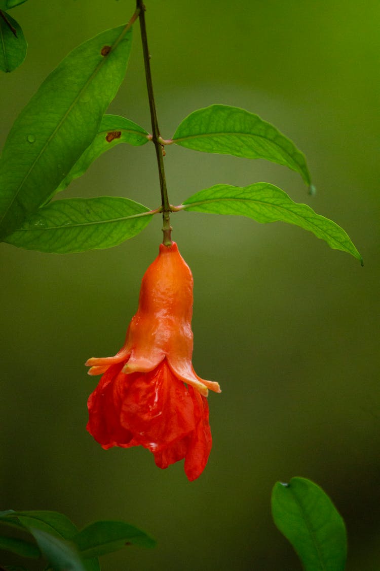 Closeup Of A Peppy Le Pom Pomegranate Flower