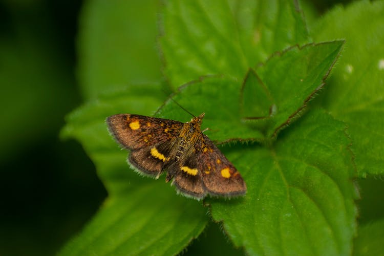 Close-up Of A Mint Moth