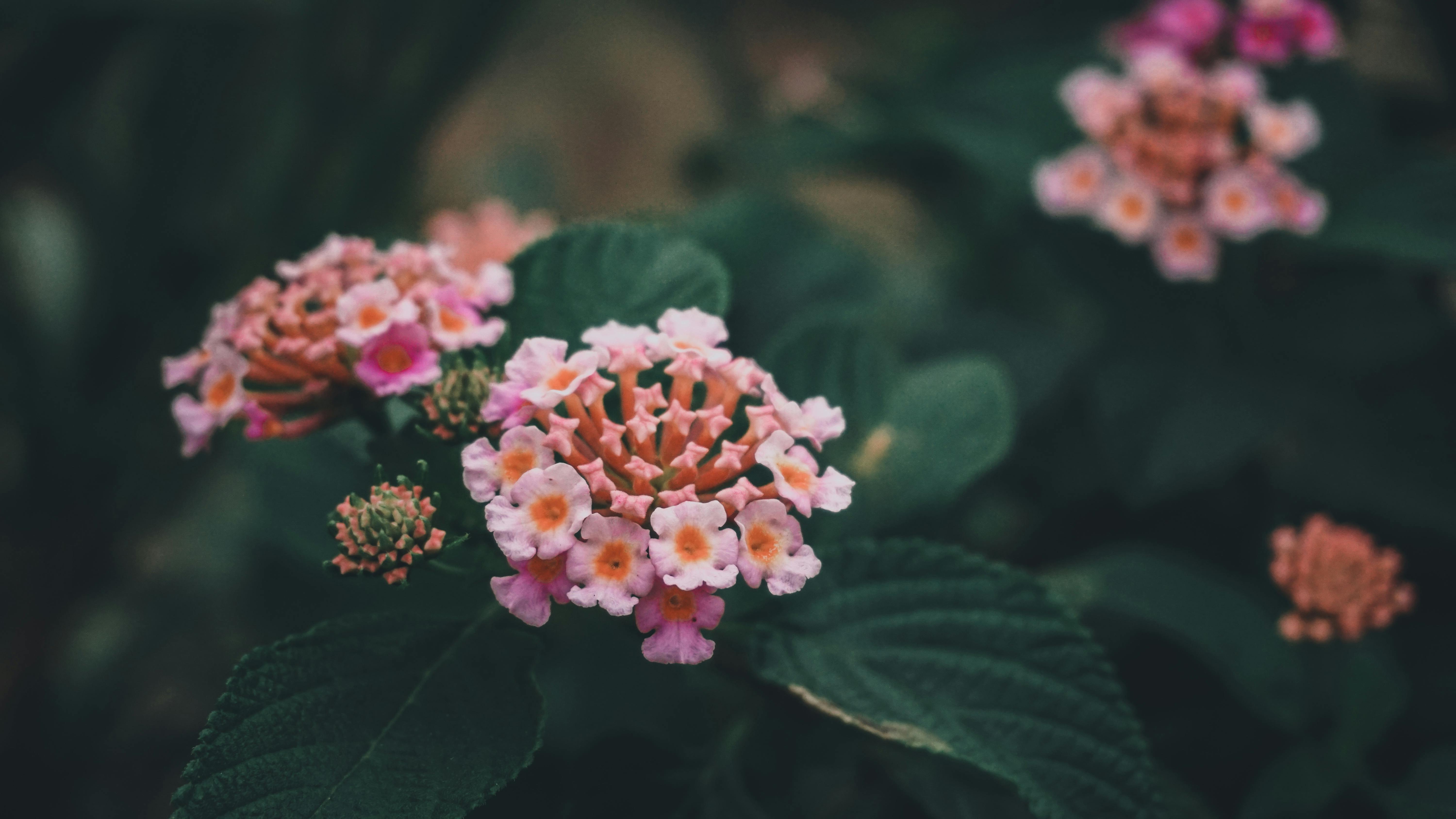 Lantana Photos, Download The BEST Free Lantana Stock Photos & HD Images