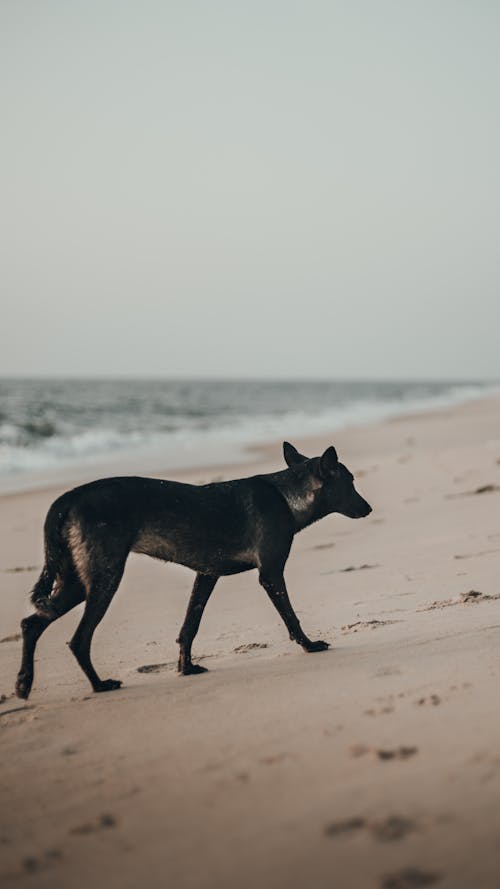 Black Dog Walking on the Shore