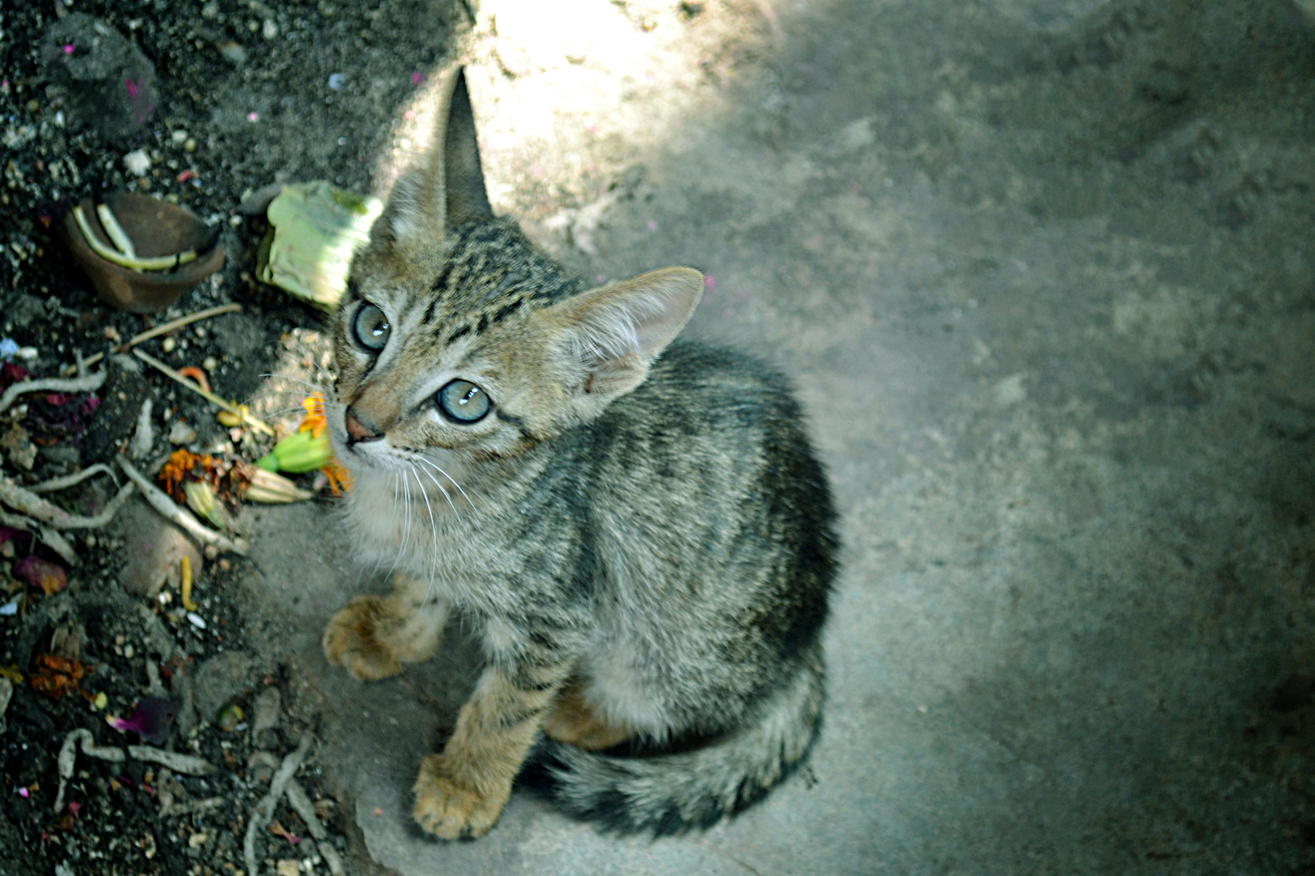 indian cat breed