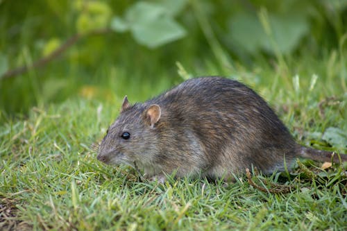 Free Brown Rat on the Grass Stock Photo