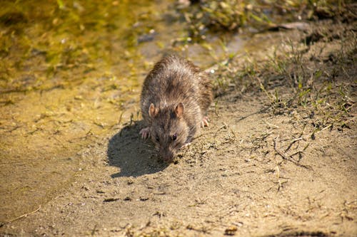Free A Black Rodent on Brown Soil Stock Photo