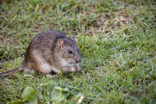 Brown Rodent on Green Grass