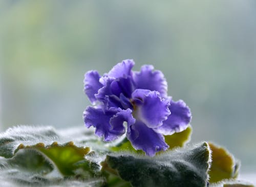 Fotobanka s bezplatnými fotkami na tému botanika, fialová uzambara, flóra