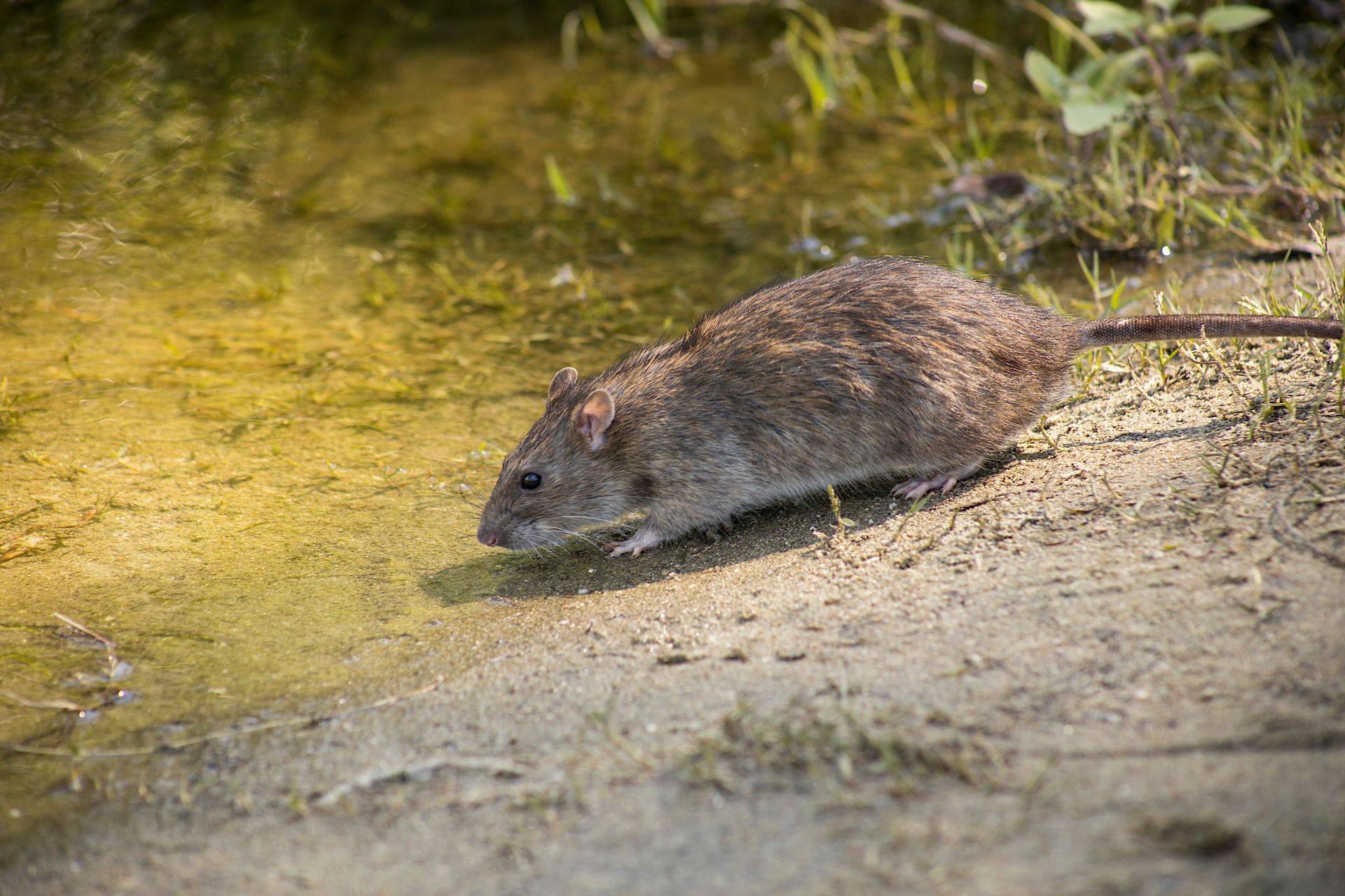 A Brown Rodent on Gray Soil