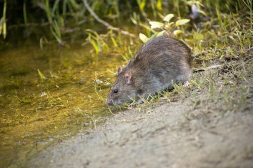 Free Brown Rodent on Green Grass Stock Photo
