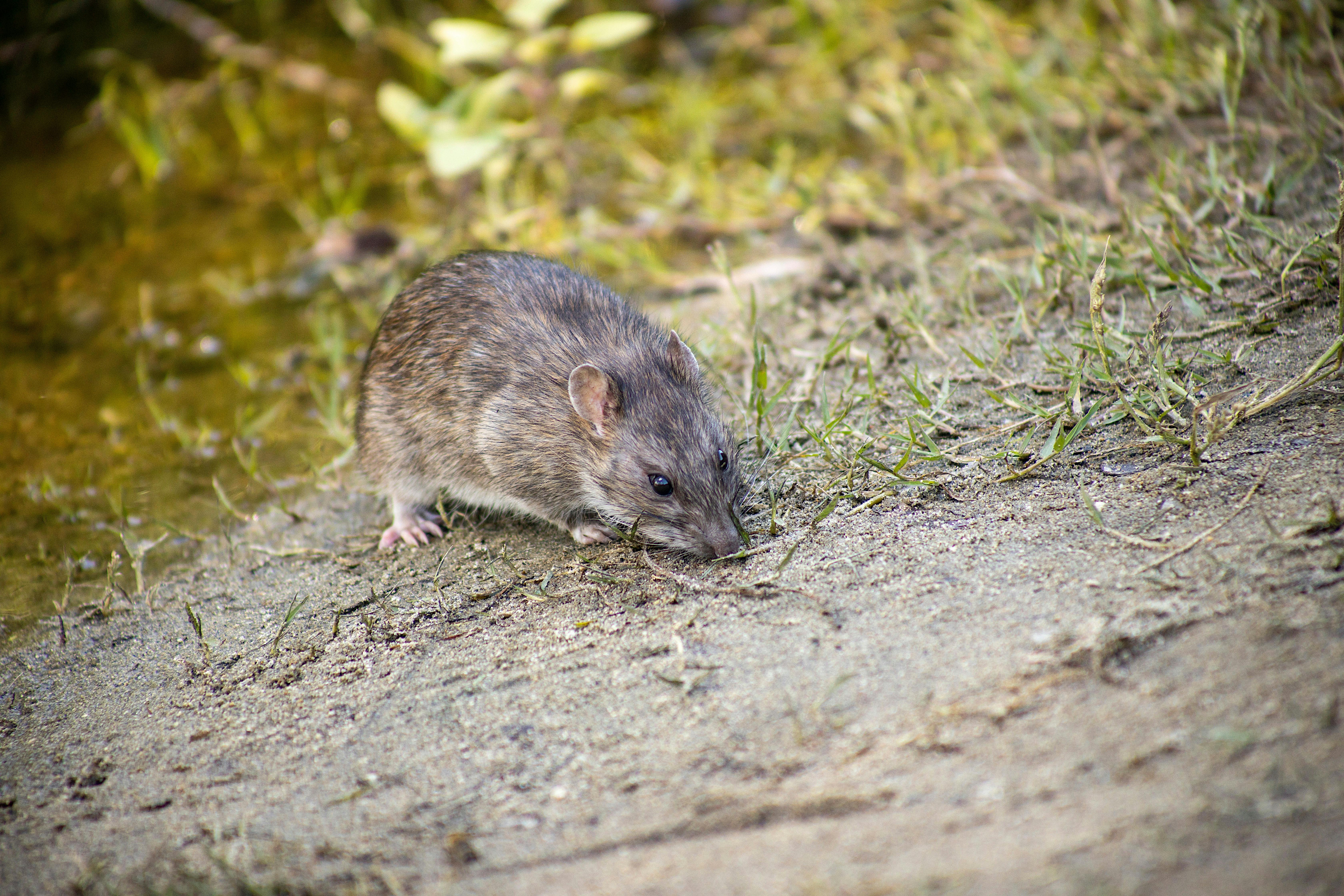 Mouse Sniffing the Dirt · Free Stock Photo