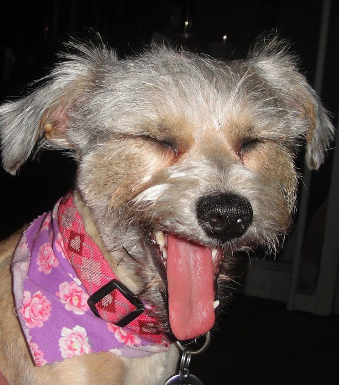 チザー 犬 舌を出すの無料の写真素材