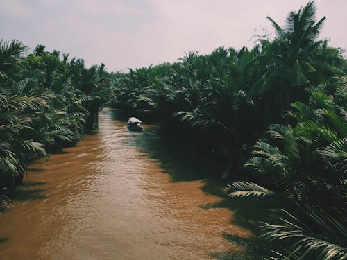 Ilmainen kuvapankkikuva tunnisteilla joki, metsä, palmupuut