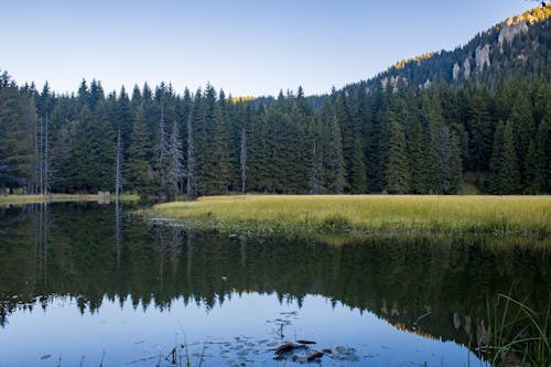 Green Trees Beside the Lake Under the Sky