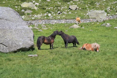 Free stock photo of free horses, horses, pony