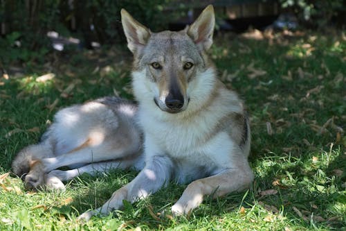 White and Gray Wolf Lying on Green Grass