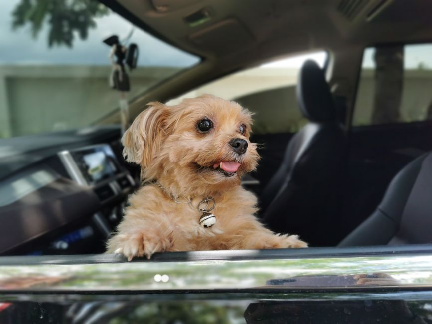 Chien en voiture