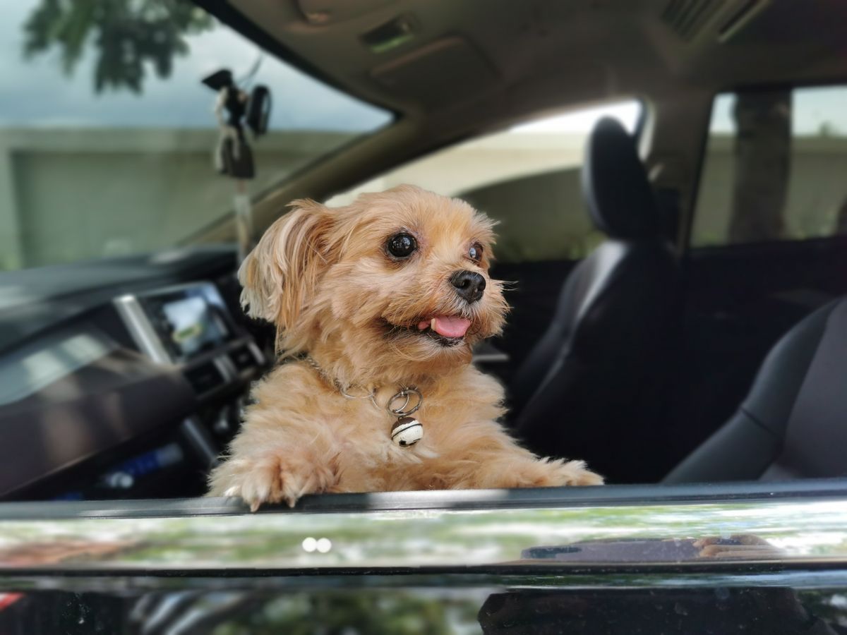 A small dog looks out a sunny car window while its owner follows a road trip diaper routine.