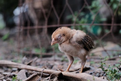 Free Close-up of a Chick Stock Photo