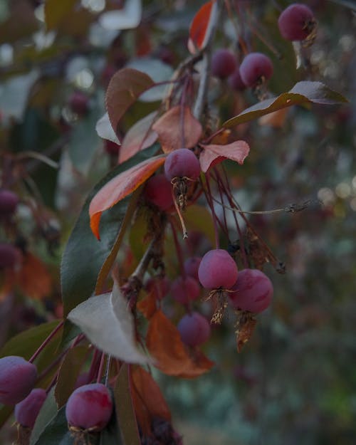 Red Round Berries on Tree