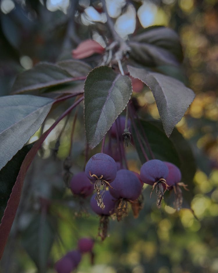 Branch With Purple Fruit 