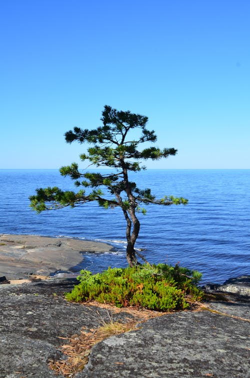 Table Mountain Pine Near Body of Water
