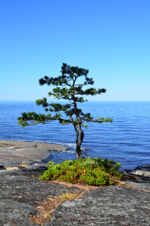 地面, 天性, 松树 的 免费素材图片