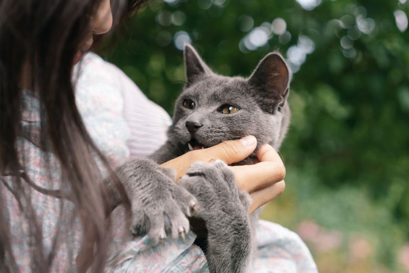 Razones por las que tu gato te muerde y rasguña