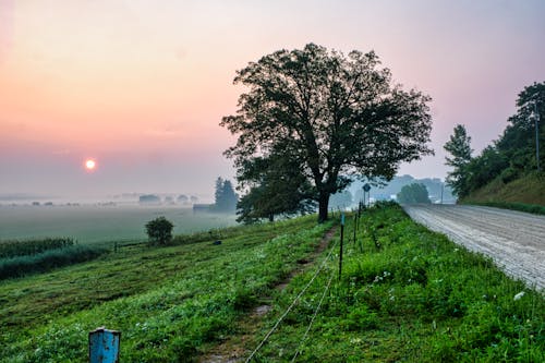 Green Tree on Green Grass Field Near Dirt Road