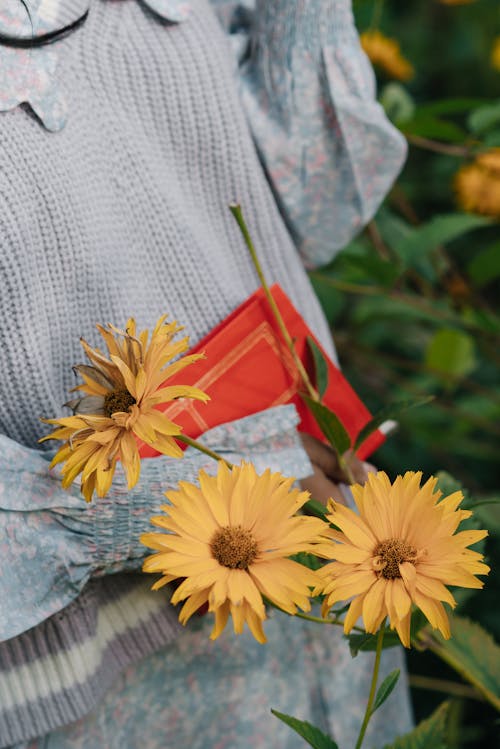 Foto d'estoc gratuïta de crisantems, delicat, flors grogues