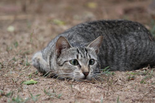 A Silver Tabby Cat Lying on Ground