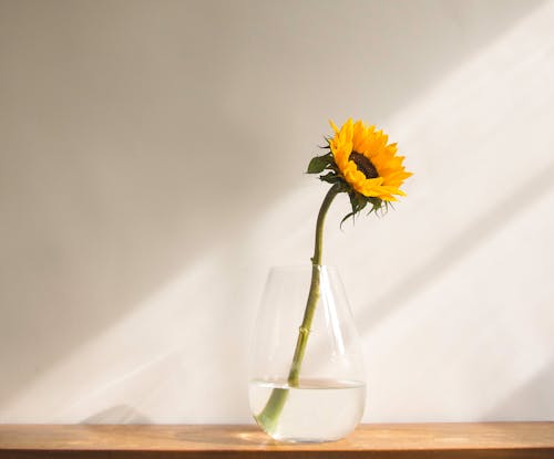 бесплатная Бесплатное стоковое фото с желтый цветок, красивый, лепестки Стоковое фото