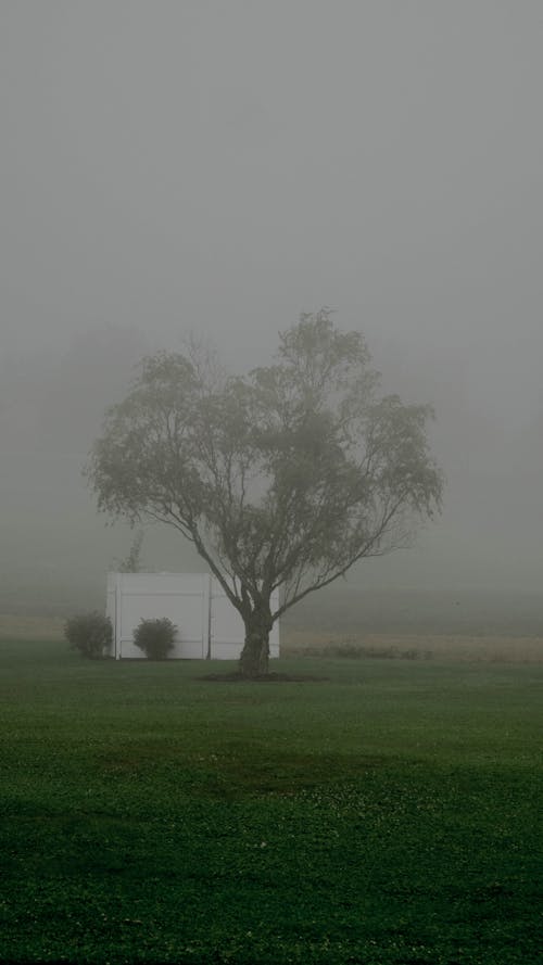 Ảnh lưu trữ miễn phí về buổi sáng sương mù, cây liễu, có sương mù